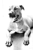 Sula